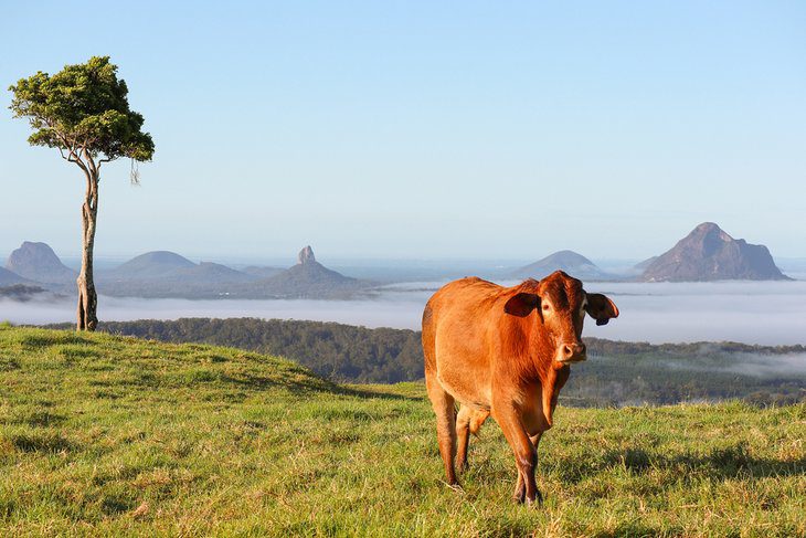 10 Top-Rated Things to Do in Maleny