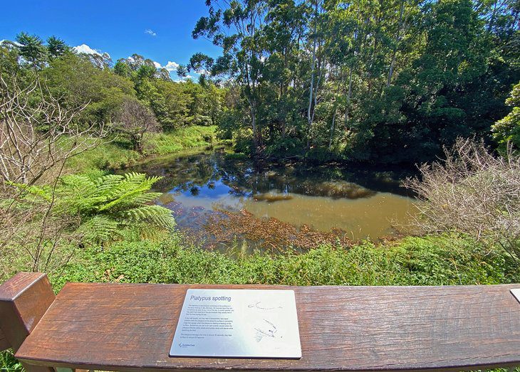 10 Top-Rated Things to Do in Maleny