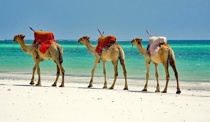 10 Top-Rated Tourist Attractions in Mombasa &#038; Easy Day Trips