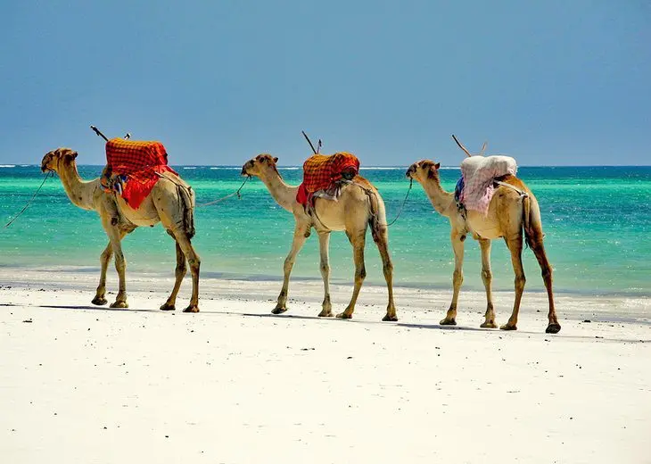 10 Top-Rated Tourist Attractions in Mombasa & Easy Day Trips