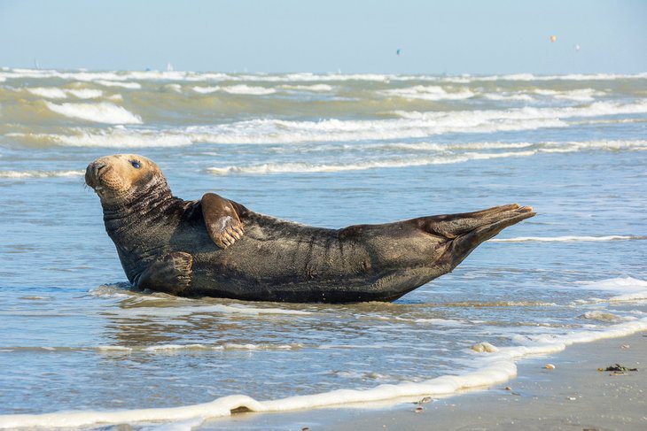 11 Best Beaches in Belgium