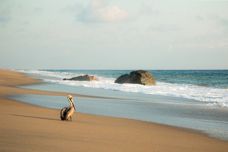 11 Best Beaches in Oaxaca