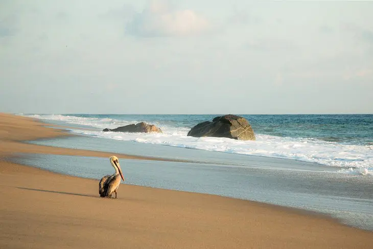 11 Best Beaches in Oaxaca