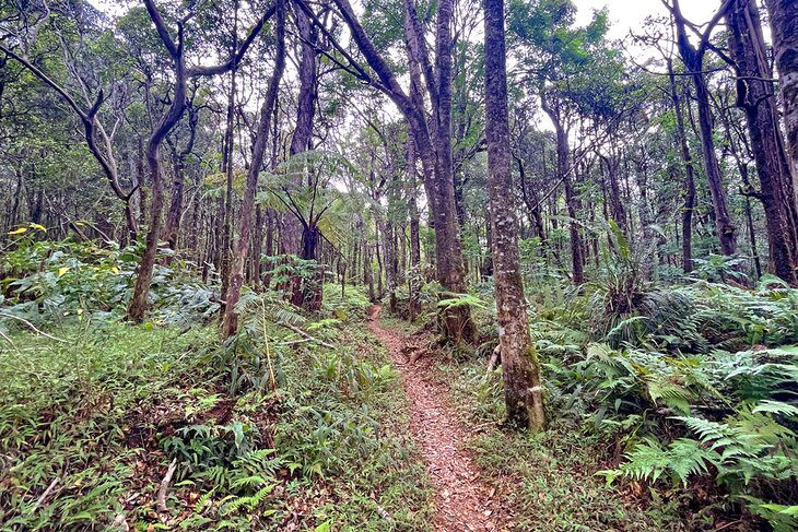 11 Best Hikes on the Big Island of Hawaii