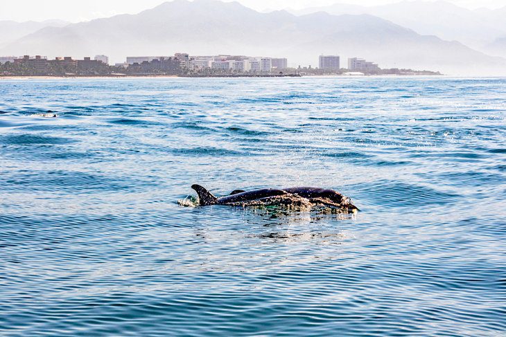 11 Best Tours & Excursions from Puerto Vallarta