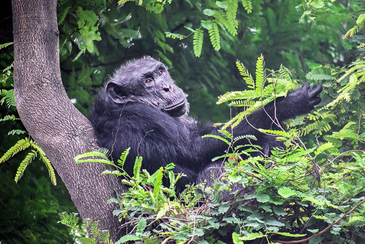 11 Top-Rated Attractions & Things to Do in Rwanda