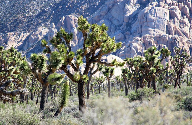 11 Top-Rated Day Trips from Phoenix