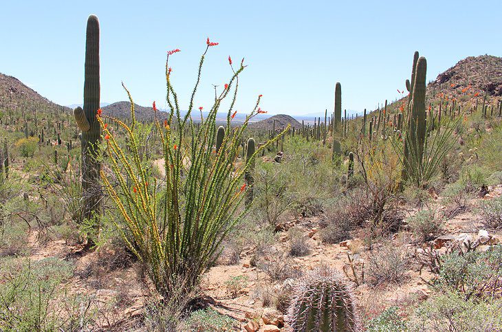 11 Top-Rated Day Trips from Phoenix