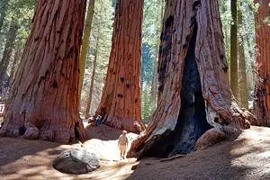 11 Top-Rated Hikes in Yosemite National Park