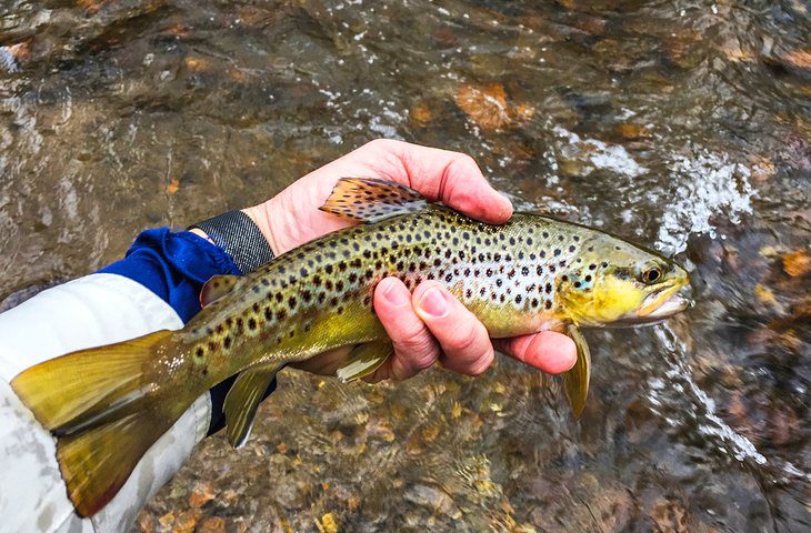 11 Top-Rated Rivers for Trout Fishing in North Carolina