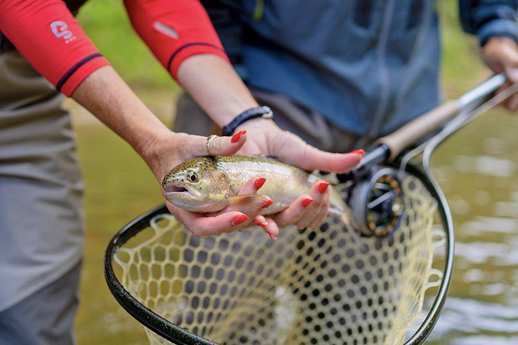 11 Top-Rated Rivers for Trout Fishing in North Carolina