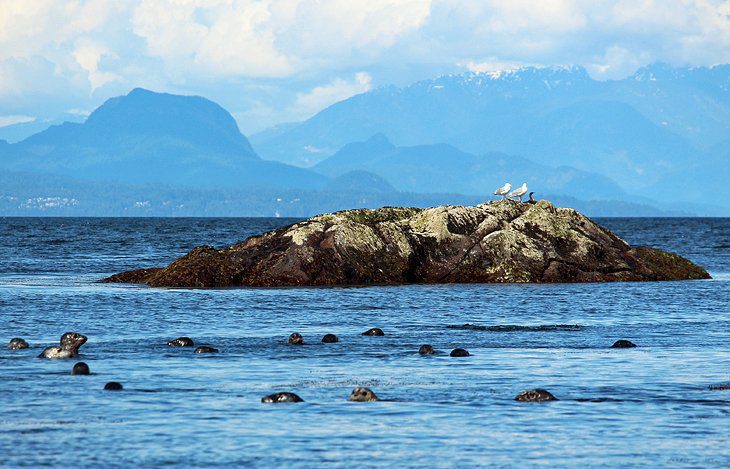 11 Top-Rated Things to Do in Nanaimo, BC