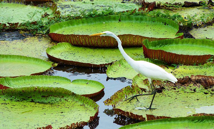 11 Top-Rated Tourist Attractions in Manaus