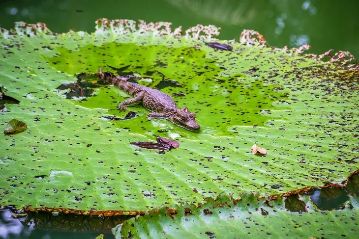 11 Top-Rated Tourist Attractions in Manaus