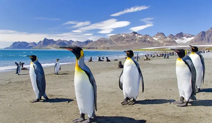 11 Top-Rated Tourist Attractions in the Falkland Islands