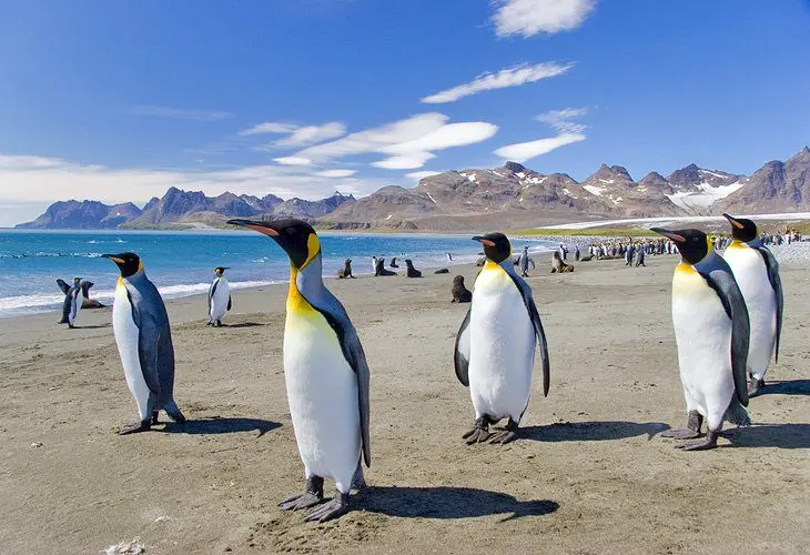 11 Top-Rated Tourist Attractions in the Falkland Islands