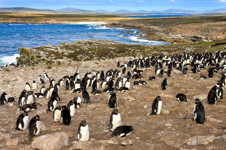 11 Top-Rated Tourist Attractions in the Falkland Islands