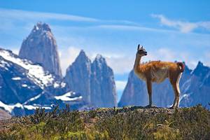 11 Top-Rated Tourist Attractions in the Falkland Islands