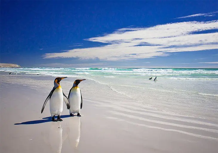 11 Top-Rated Tourist Attractions in the Falkland Islands