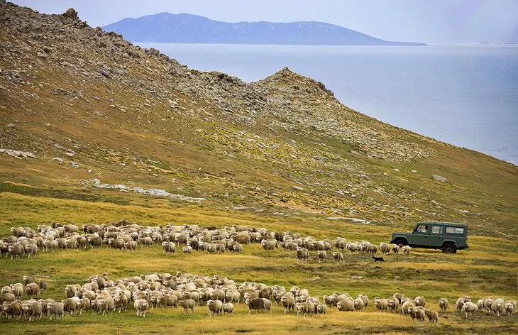 11 Top-Rated Tourist Attractions in the Falkland Islands