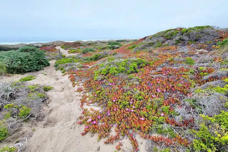 12 Best Beaches in Bodega Bay, CA