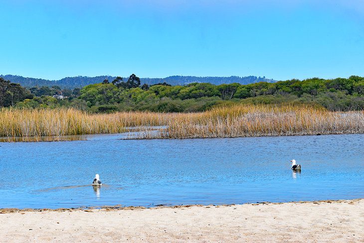 12 Best Beaches in Monterey, CA