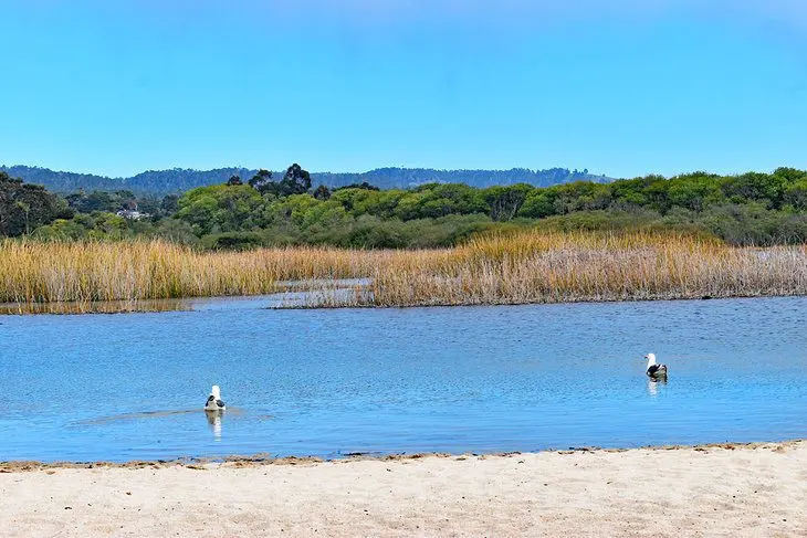 12 Best Beaches in Monterey, CA