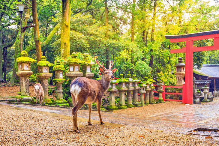 12 Best Cities in Japan