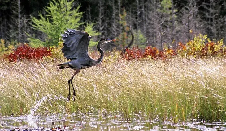 12 Best Hiking Trails in Algonquin Provincial Park