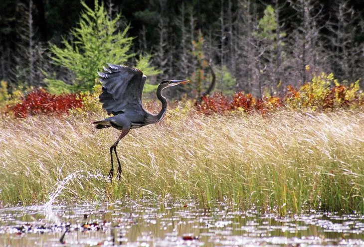 12 Best Hiking Trails in Algonquin Provincial Park