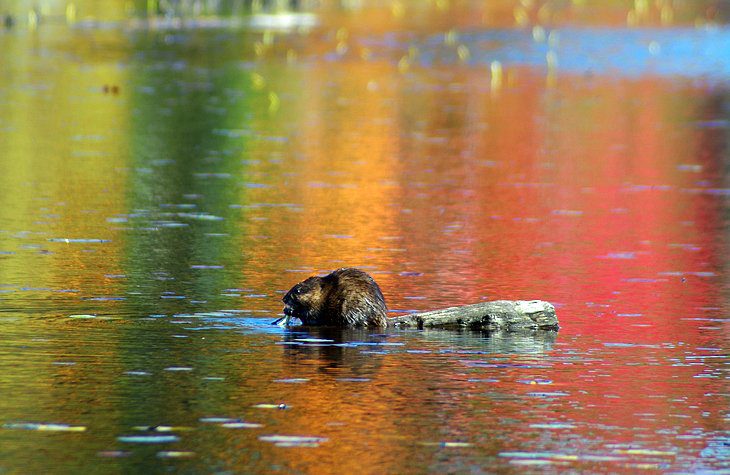 12 Best Hiking Trails in Algonquin Provincial Park