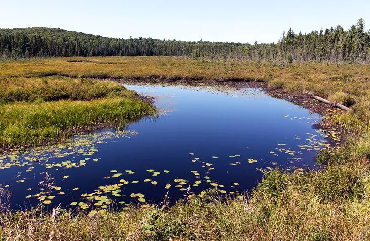 12 Best Hiking Trails in Algonquin Provincial Park