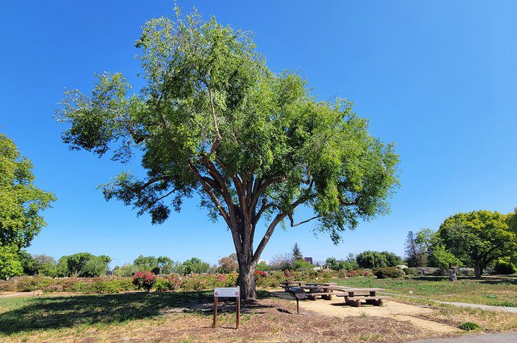 12 Best Parks in San Jose