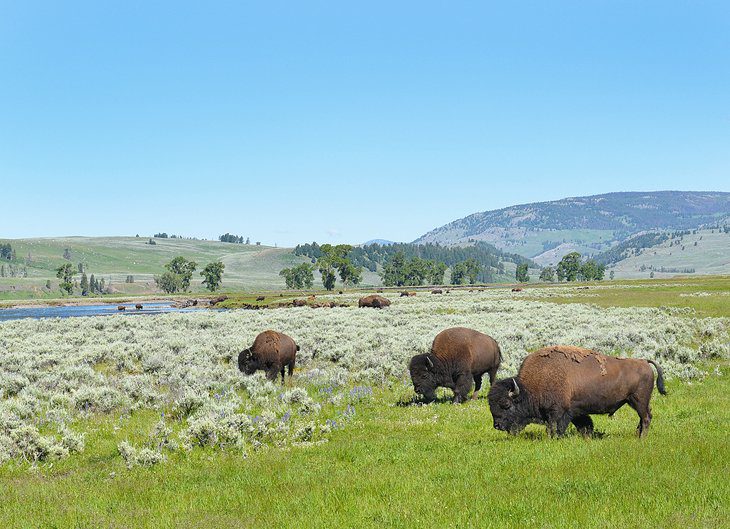 12 Top-Rated Attractions & Things to Do in Cody, WY