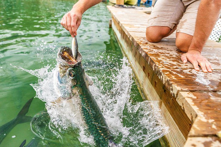 12 Top-Rated Attractions & Things to Do in Islamorada, FL