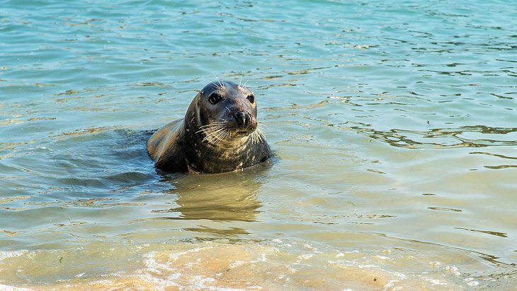 12 Top-Rated Attractions & Things to Do in St Ives, England