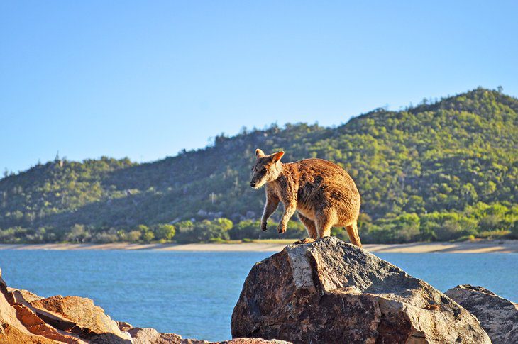 12 Top-Rated Attractions & Things to Do in Townsville