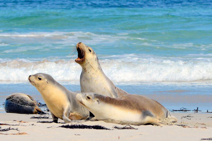 12 Top-Rated Attractions & Things to Do on Kangaroo Island