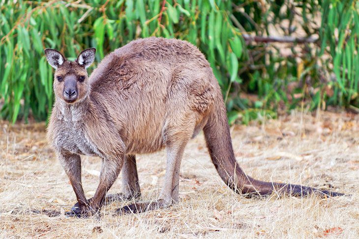 12 Top-Rated Attractions & Things to Do on Kangaroo Island