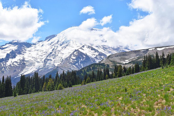 12 Top-Rated Campgrounds at Mt. Rainier National Park