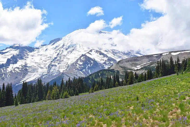 12 Top-Rated Campgrounds at Mt. Rainier National Park