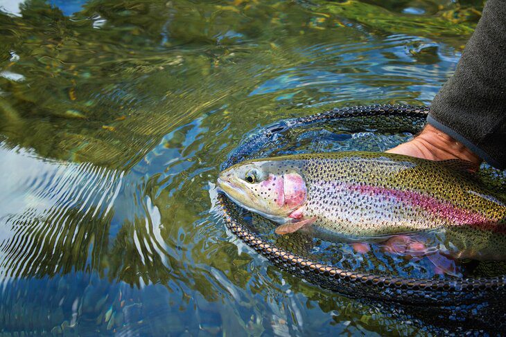 12 Top-Rated Fly Fishing Destinations in Tennessee