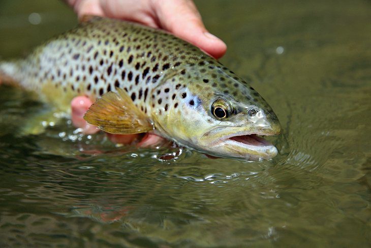 12 Top-Rated Fly Fishing Destinations in Tennessee