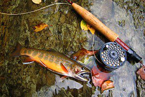 12 Top-Rated Fly Fishing Destinations in Tennessee