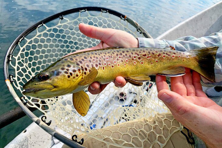 12 Top-Rated Fly Fishing Destinations in Tennessee