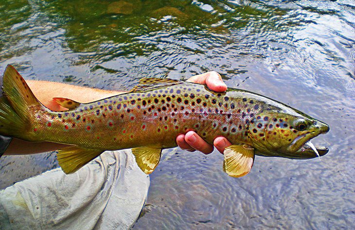 12 Top-Rated Fly Fishing Destinations in Tennessee