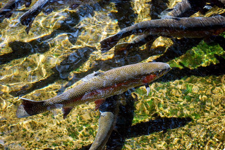 12 Top-Rated Fly Fishing Destinations in Tennessee