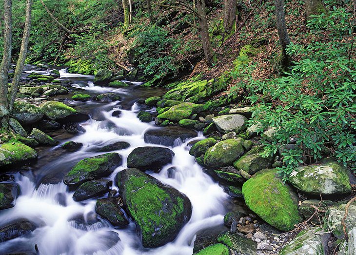 12 Top-Rated Fly Fishing Destinations in Tennessee