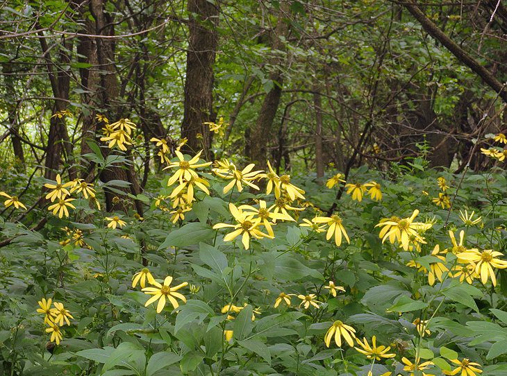 12 Top-Rated Hiking Trails in Minnesota