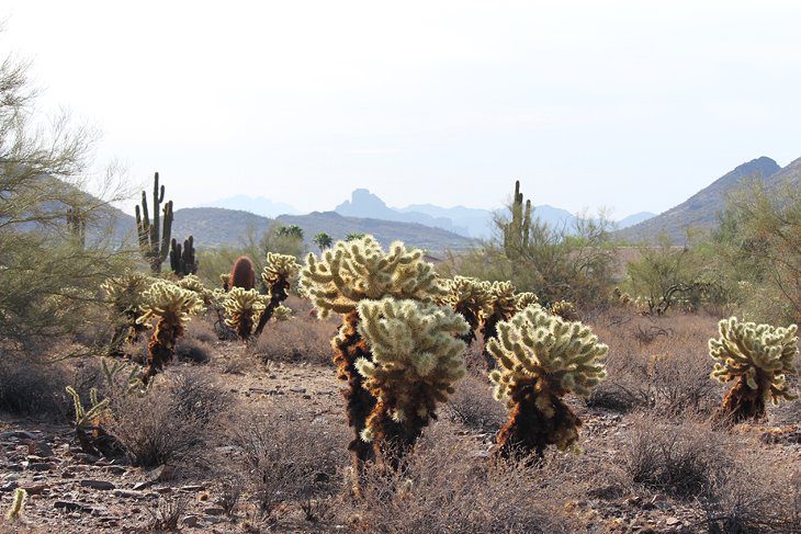 12 Top-Rated Hiking Trails in Phoenix, AZ